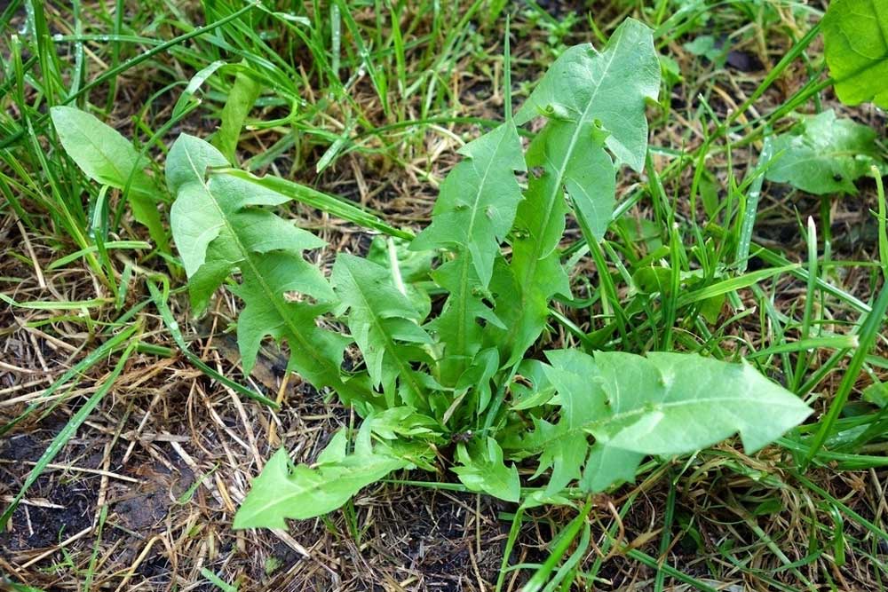 Dandelion growing around Marblehill