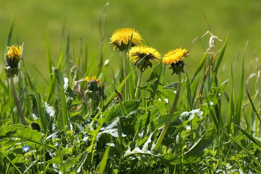 Dandelions Irish native plant