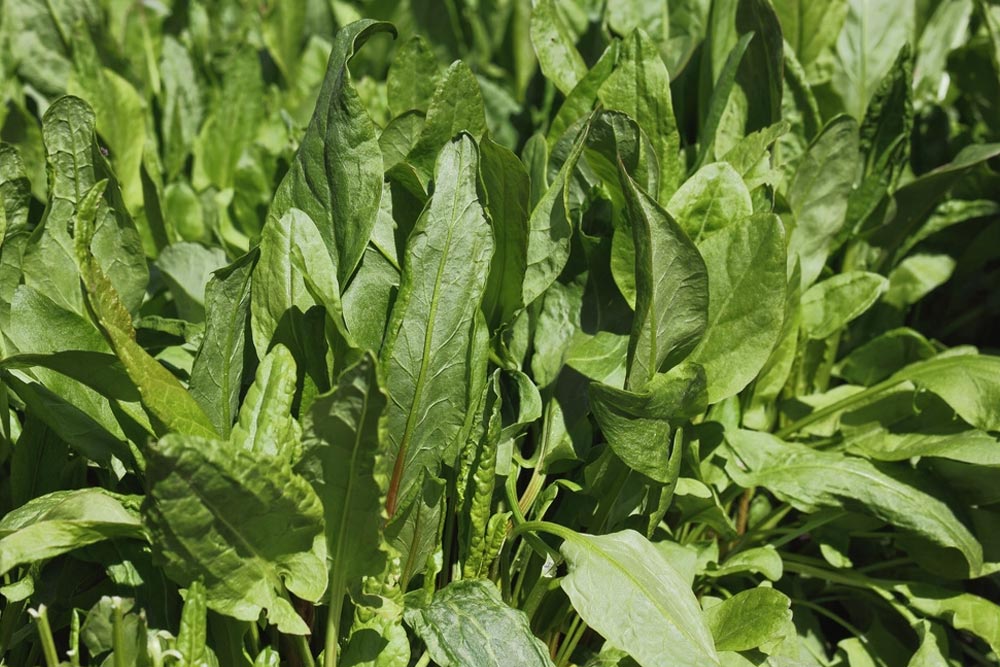 Forage for sorrel