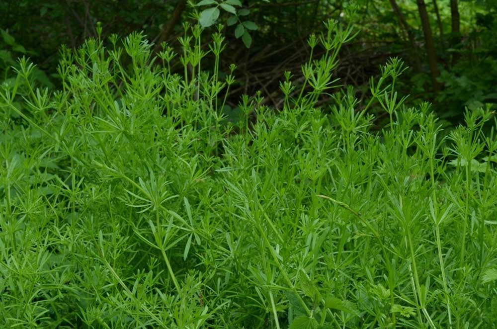 Foraging for cleavers edible wild food