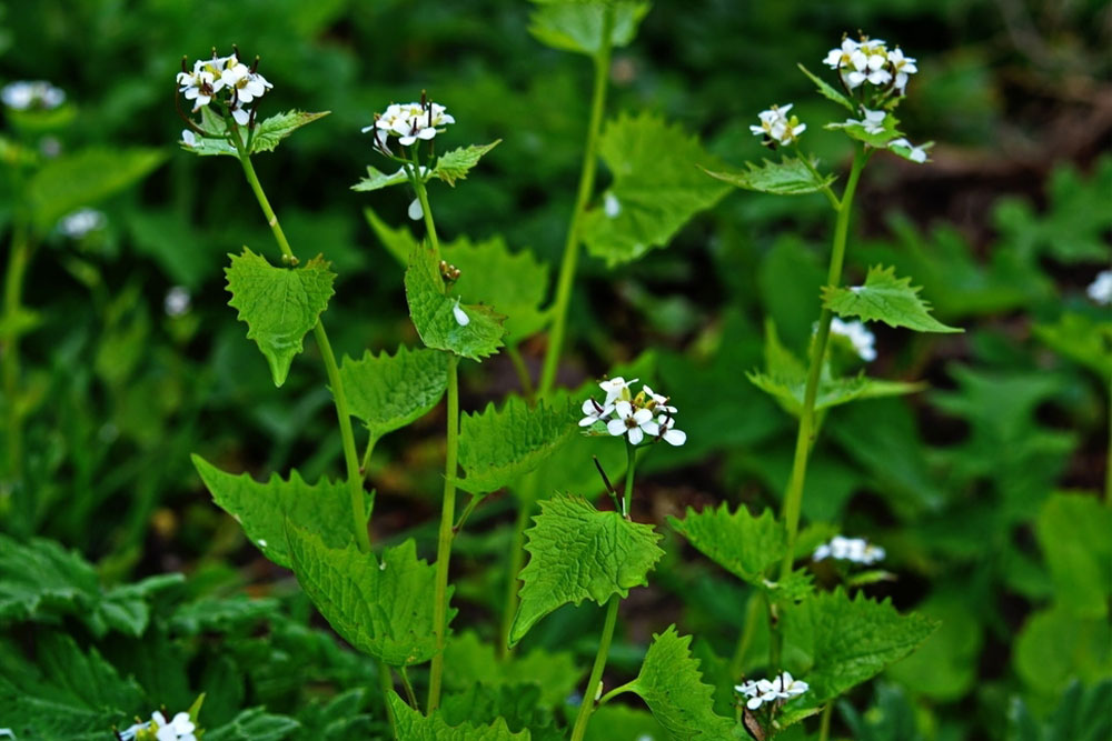 Identifying Garlic mustard