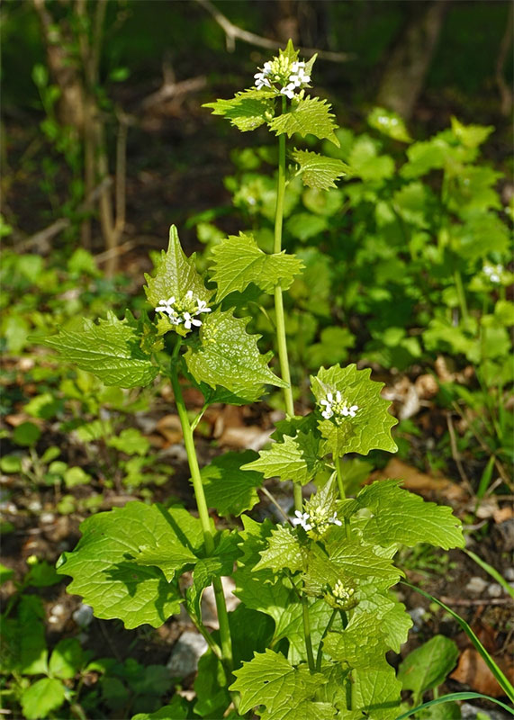 Pick the Season The Prime Time for Garlic Mustard