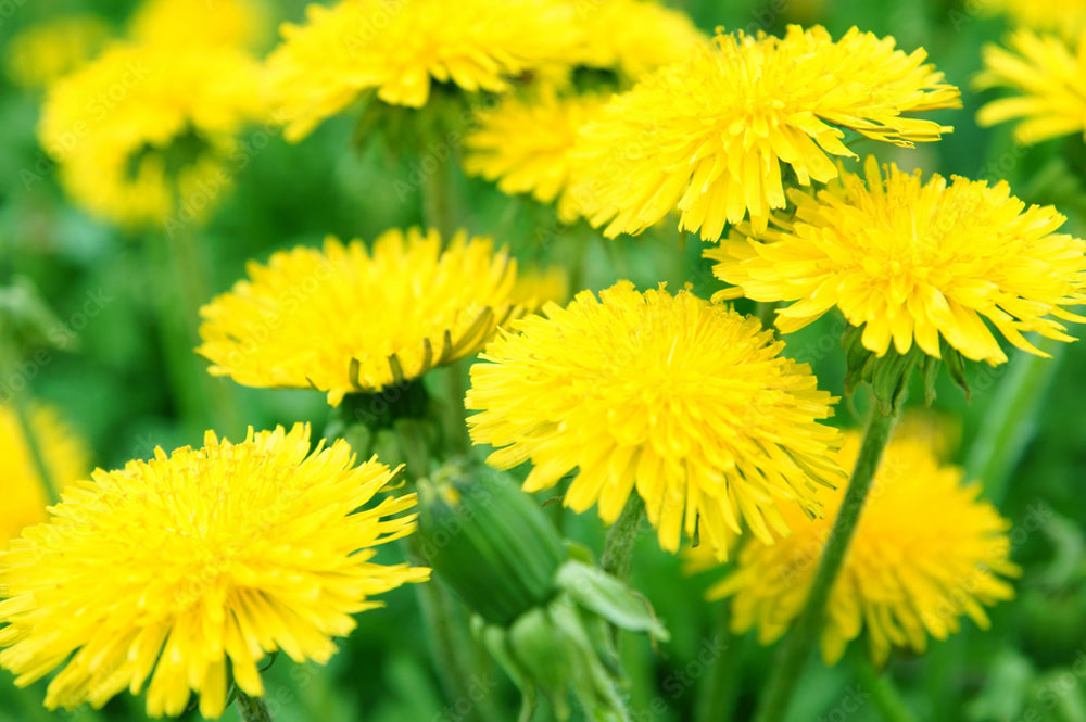 The Dandelion Biodiversity