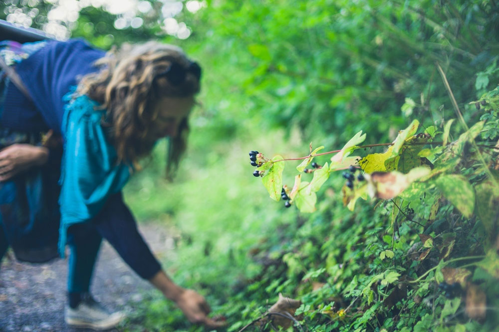 foraging for wild berries, Galway, Ireland